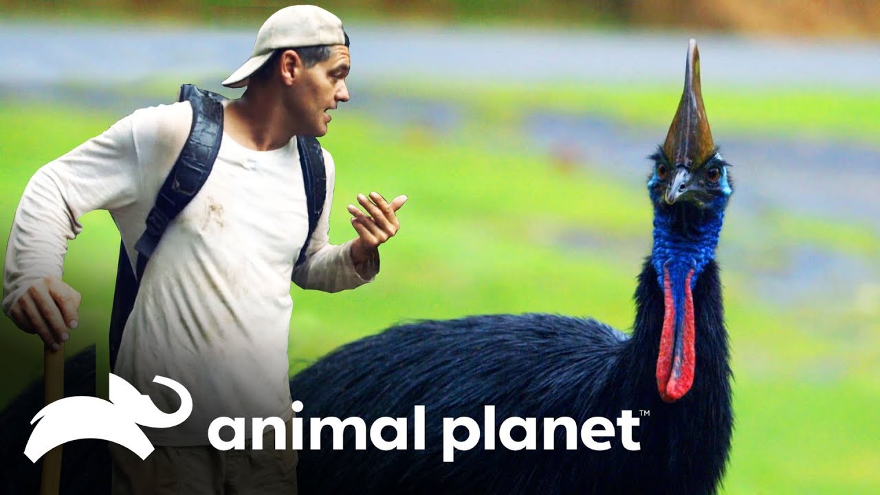Mitad pájaro, y mitad dinosaurio! | Wild Frank: Tras la evolución de las  especies | Animal Planet - YouTube