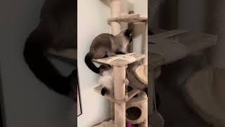 Bonnie plays with Nisses tail by CLNA Cats 85 views 4 months ago 1 minute, 56 seconds