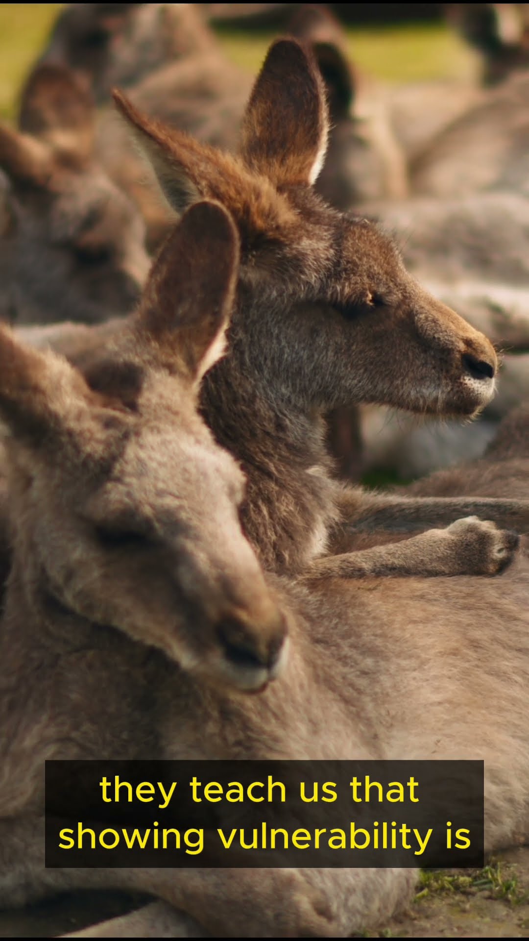 Life Lessons from Kangaroo   Part 5 #shorts  #mindfulness #exploration #balance #patience #courage