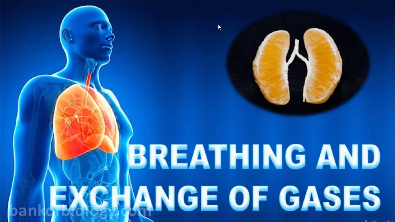 Breathing &Exchange of gases/ Part 8/ Disorders of respiratory system