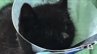 Akron police looking for driver who tossed kittens from moving vehicle
