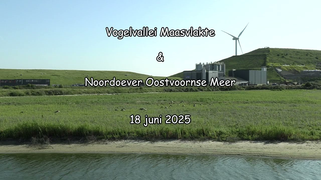 20250618 Vogelvallei Maasvlakte & Oostvoornse Meer