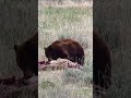 Yellowstone Fan creek grizzly or black bear? #shorts