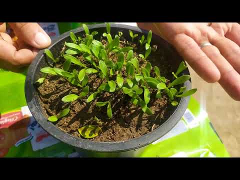 نبات الاقحوان الاذريون  ناتج اكثاره من البذور