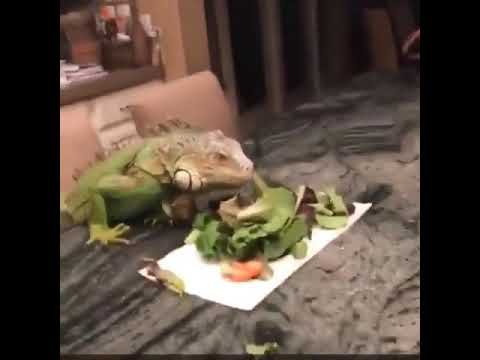 lizard salad - YouTube