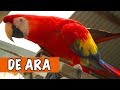 Wat Een Mooie Vogel! De Ara! | DierenpraatTV