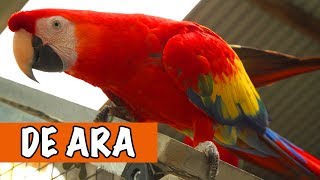 Wat Een Mooie Vogel! De Ara! | DierenpraatTV