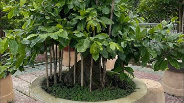 Mai cúc tư long gốc tứ quý già mùa. Em xin giao lưu ạ: 0379640642 zalo:0328888307