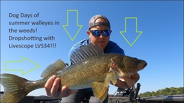 OtterTail county Walleyes in the Dog Days of Summer!