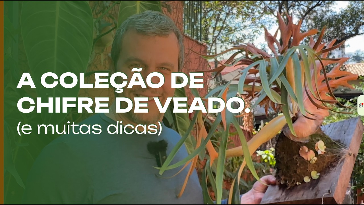 Коллекция платицериумов Jardim Onírico.