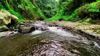 Gentle Stream and Soft Birdsong, Best Relaxing Sounds, White Noise for Sleeping, Calming Water ASMR