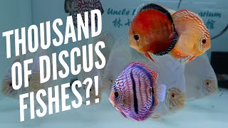 THOUSAND OF DISCUS! in Uncle Lim Discus Aquarium!