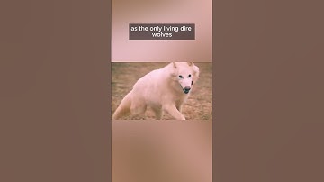 This ANIMAL is back after 13,000 Years  The De Extinction of Dire Wolf#facts#mystry#animal#wolves