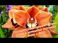 Орхидея Цимбидиум в горшке уход в домашних условиях виды с фото