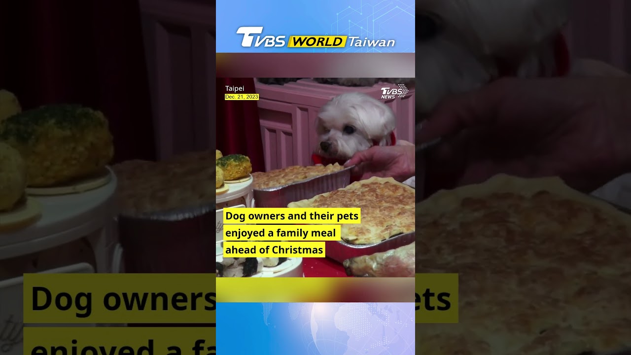 Pets join owners at Christmas charity event for stray dogs 