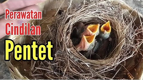 Cara Merawat Anakan Cendet Agar Tidak Mudah Mati @jejakhewan8755