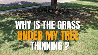 Why Grass Won’t Grow Under Shade Trees | Lawn Care Tips for Shady Areas