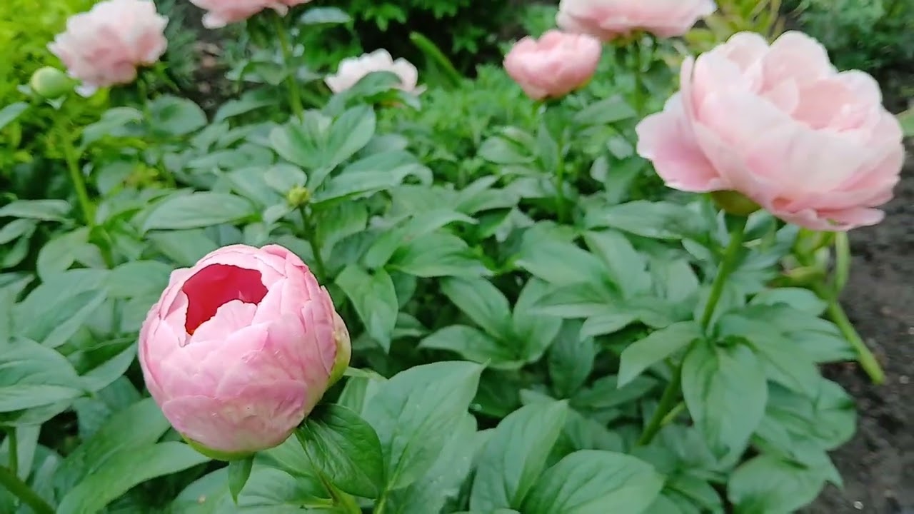 Пионы Buckeye Belle, Soft Salmon Saucer, Salmon Dream, Lemon Chiffon, Colonel Owen Cousins и др.