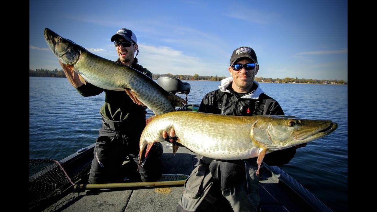 100 inches of Musky in one Net!!! 