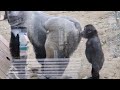 父ちゃんのお尻はどんな匂い⁉️⭐️ゴリラ Gorilla【京都市動物園】What does it smell like? Kintaro confirmed his dad's buttocks .