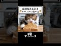 血液型あるある 🍞トーストの食べ方🍞 【ASMR】#shorts #あるある #猫 #血液型