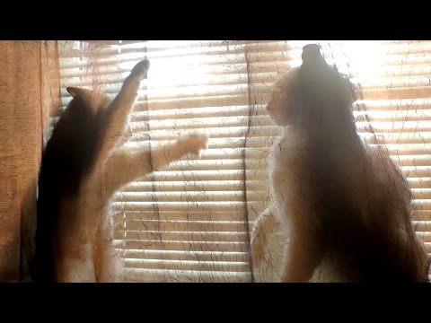 Video till Katt träffar sina nya vänner