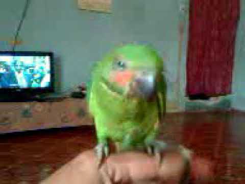 Betet Bicara