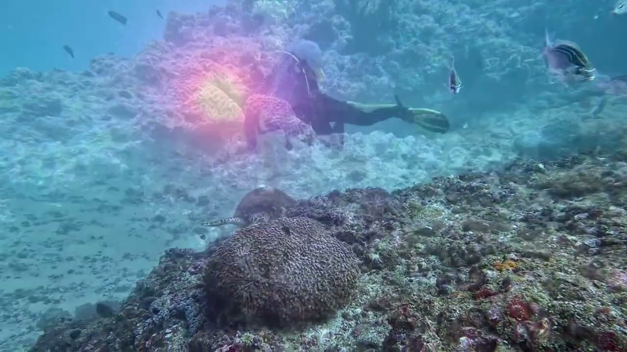 Scuba Diving - Oman - Daymaniyat Islands
