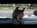 Forex (American curl cat) balik kampung の動画、YouTube動画。
