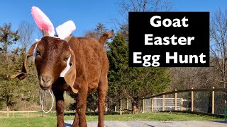 Goats go on an Easter egg hunt! Wearing their bunny ears, of course...