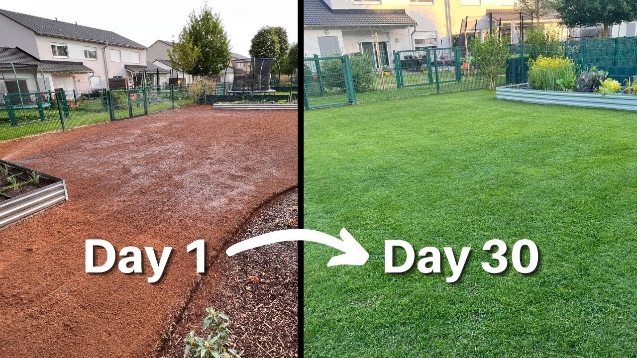 Complete Lawn Renovation without Aeration! YouTube