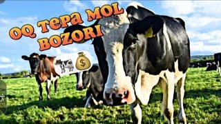 Oqtepa mol bozori mol narxlari 07.01.2023. #cow #animals