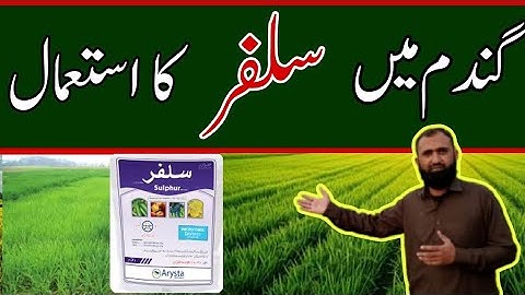How to use Sulfur in Wheat 2024 || Bilal Kanju Official