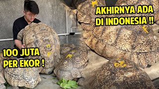 SULTAN!! KURA KURA TERBESAR MUSUH ALDABRA !! GIANT PARDALIS TORTOISE