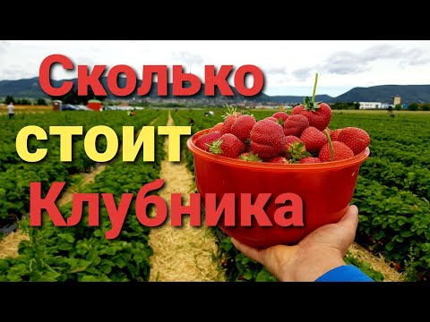 Как выращивают клубнику