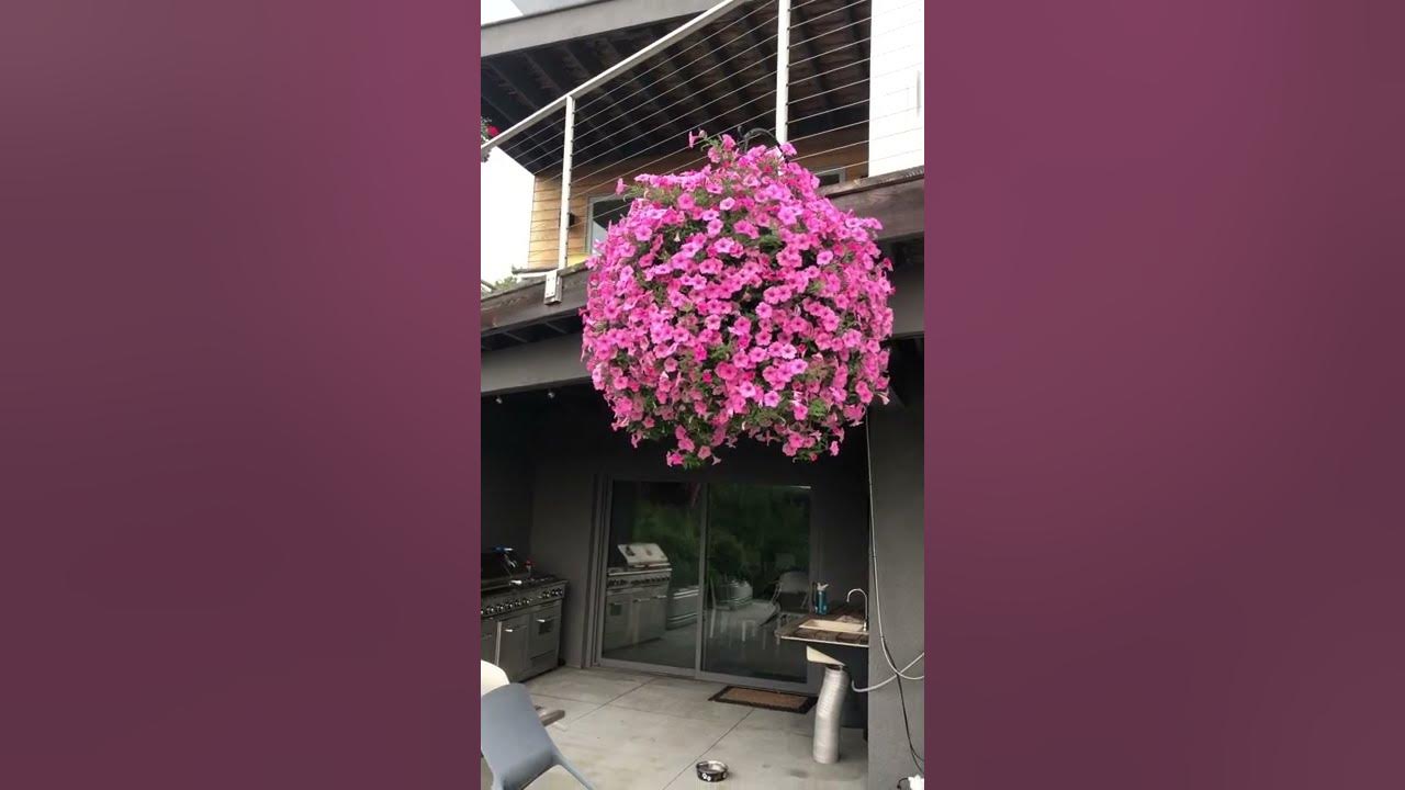 Massive Proven Winners Supertunias Hanging Baskets Drip Feeder with EZ