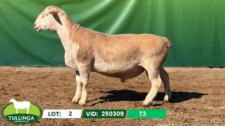 Lot 2 250309 T3