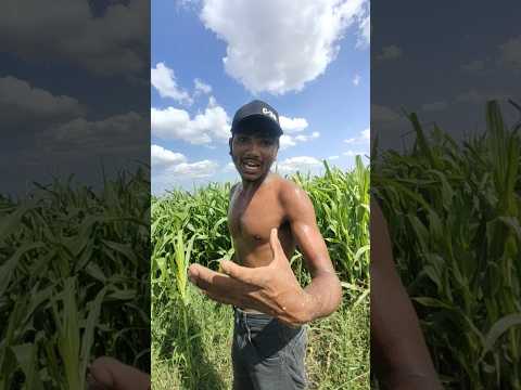 અમારી મહેનત