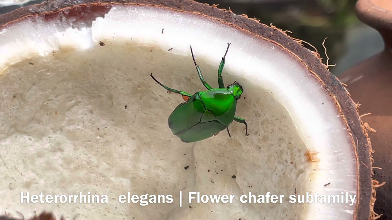 Exotic Green Beetle feeding on Coconut | Heterorrhina elegans | Flower chafer subfamily