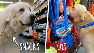 YouTube video 5P703a97LBo