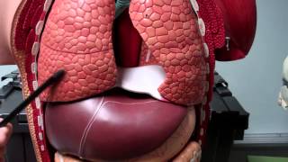 Lung Models