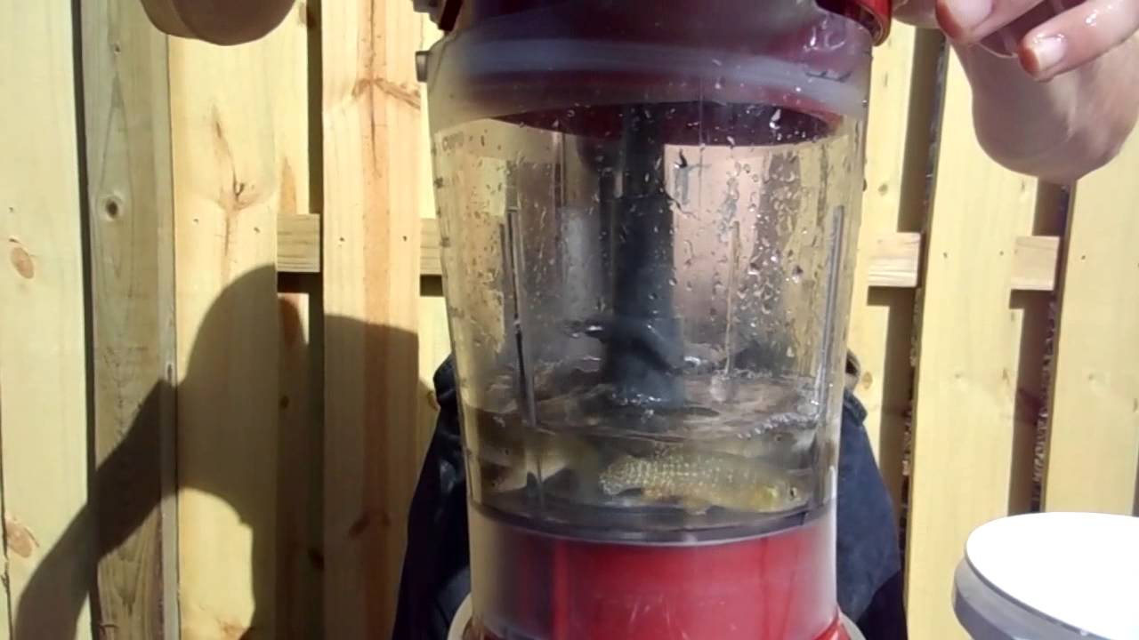 Mr. Vaughn drinks fish blend with 1000 year old duck egg - YouTube