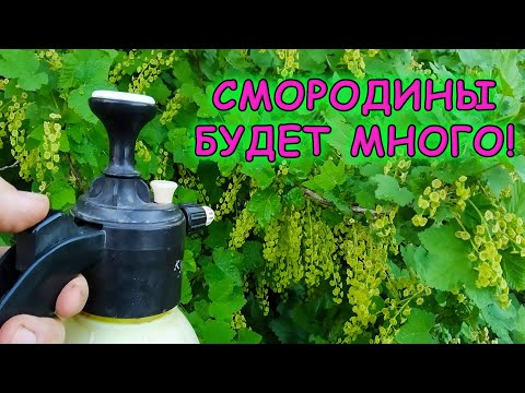 Вот почему мало ягоды на смородине! Опрыскайте этим смородину во время цветения и увеличите урожай!