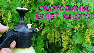 Вот почему мало ягоды на смородине! Опрыскайте этим смородину во время цветения и увеличите урожай!