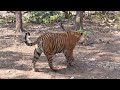 Great Mother Tigress Walking And Sitting In Water Noor T39 ट इगर रणथ भ र क ज गल म Great Mother Tigress Walking And Sitting In Water Noor T39 ट इगर रणथ भ र क ज गल म