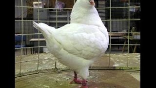 White Show King Pigeon Pair ( Birds & Animals Gallery )