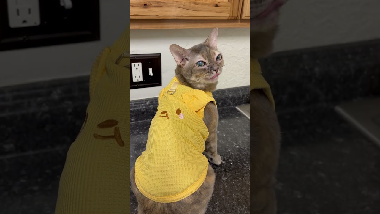 Thank You So Much To Everyone Who Sent These Cat Funnycat Funnypet Funnyanimal
