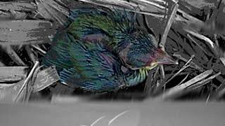 To You - Clover Song Cover