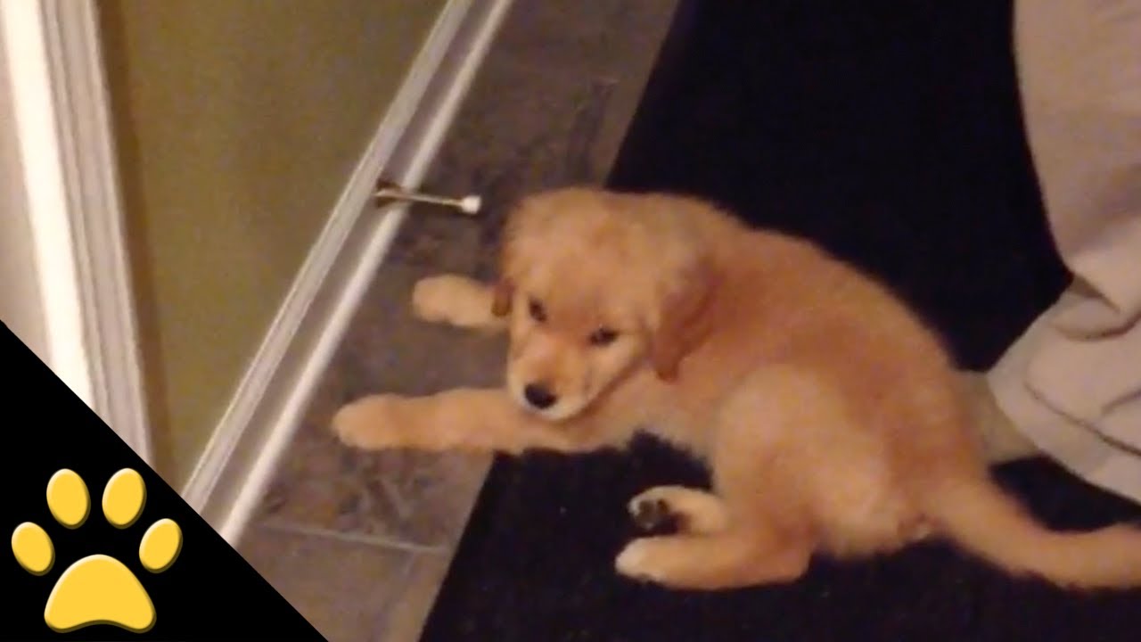 Anak Anjing Golden Retriever Yang Lucu YouTube