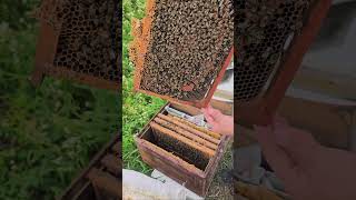 F0 Karniyol Arımız😊💪